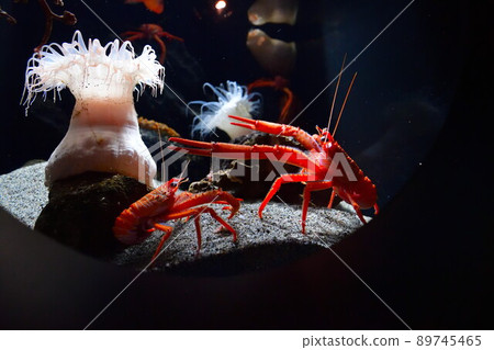 Aquamarine Fukushima shrimp and sea anemones (Fukushima Prefecture) Aquamarine Fukushima shrimp and sea anemones (Fukushima Prefecture) 89745465