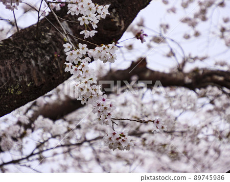 山梨縣忍野村忍野八海的春天 山梨縣忍野村忍野八海的春天 89745986