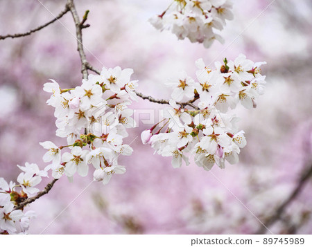 山梨縣忍野村忍野八海的春天 山梨縣忍野村忍野八海的春天 89745989