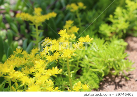 Flowerbed where stonecrop blooms 89746402