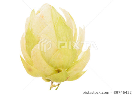 Hop cones isolated on a white background. Hop cones isolated on a white background. 89746432