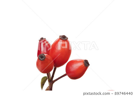 Branch rosehip isolated on white background. 89746440