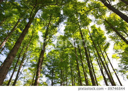 Image of spring fresh green Image of spring fresh green 89746844
