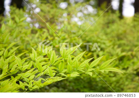 Image of spring fresh green Image of spring fresh green 89746853