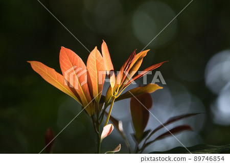 Image of spring fresh green Image of spring fresh green 89746854