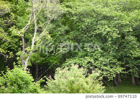 Image of spring fluff dancing in the park Image of spring fluff dancing in the park 89747110