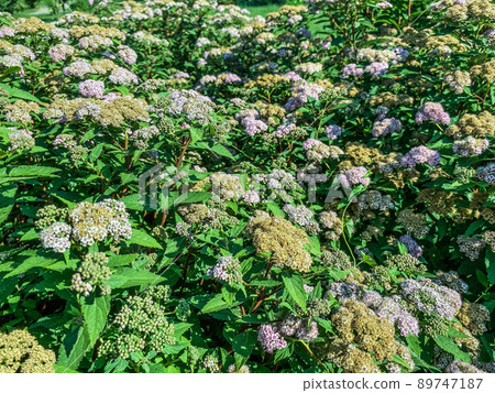 purple hydrangea grows in the yard. flowering bush, purple small flowers on a branch. hydrangeas in the meadow, a garden of flowers at their summer cottage. farming purple hydrangea grows in the yard. flowering bush, purple small flowers on a branch. hydrangeas in the meadow, a garden of flowers at their summer cottage. farming 89747187