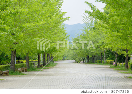 Early summer Ginkgo Namiki Chichibu Muse Park Early summer Ginkgo Namiki Chichibu Muse Park 89747256