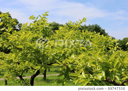 Spring persimmon tree expected to be harvested in autumn Spring persimmon tree expected to be harvested in autumn 89747338