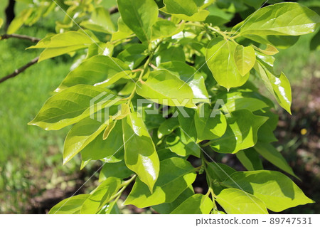 Young leaves of spring persimmon that are expected to be harvested in autumn 89747531