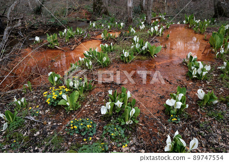 Reddish brown riverbed and spring swelling water bashoen where skunk cabbage blooms Reddish brown riverbed and spring swelling water bashoen where skunk cabbage blooms 89747554