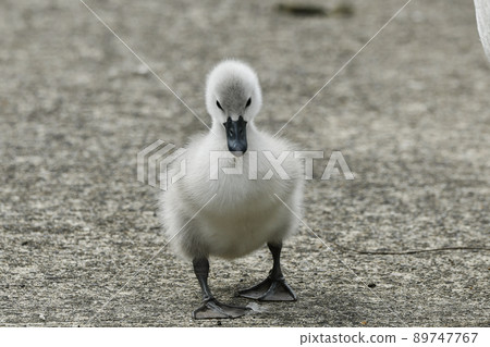 Coconut chicken chick 89747767