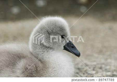 Coconut chicken chick 89747789
