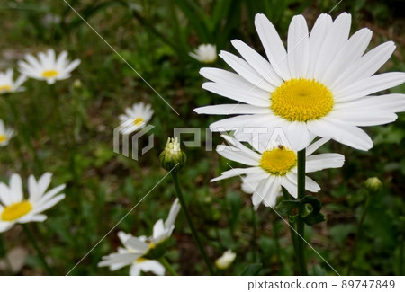 Flower fortune-telling with Margaret 89747849