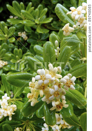 Tobera tree with white flowers wet in the rain Tobera tree with white flowers wet in the rain 89748085