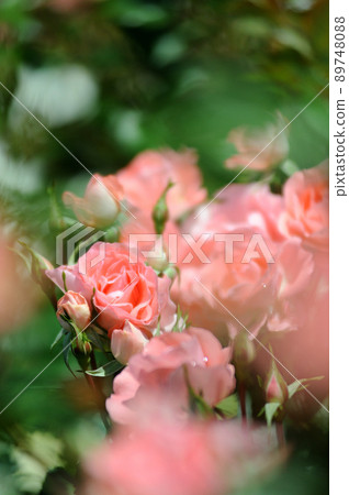 Rose flowers I saw in my neighborhood Rose flowers I saw in my neighborhood 89748088