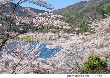 Sakura scenery of Haji Dam (April 2022) Sakura scenery of Haji Dam (April 2022) 89749180