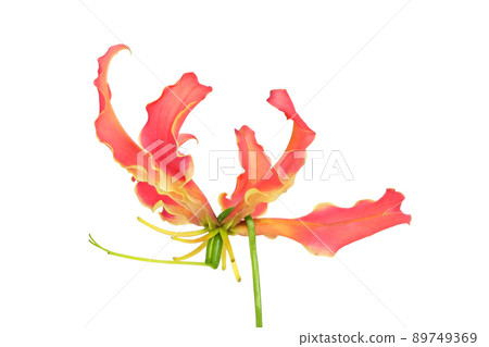 [Gloriosa]（深度合成） 89749369