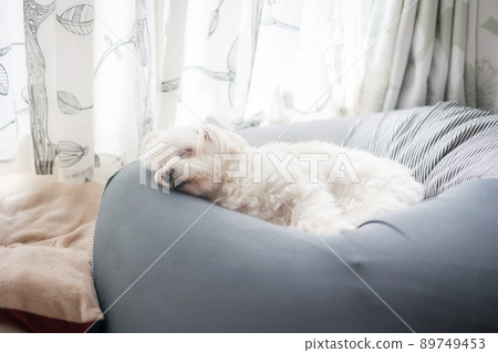 睡覺的狗 89749453