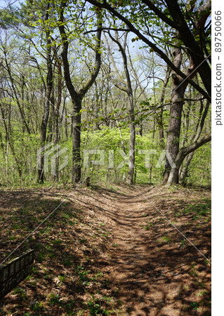 Spring Forest Park Fureai no Mori 89750066