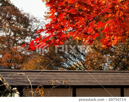 Komoro Castle Ruins, a nostalgic garden of autumn leaves 89750714