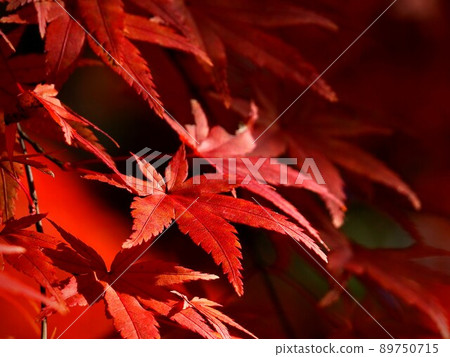 懷舊的紅葉庭園小諸城跡 89750715