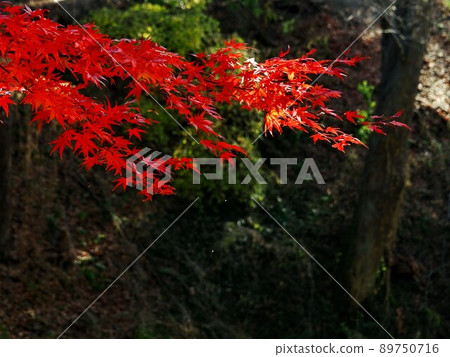 懷舊的紅葉庭園小諸城跡 89750716