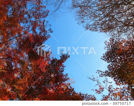 懷舊的紅葉庭園小諸城跡 89750717