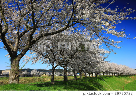 Maesawaku-ku, Oshu-shi, Iwate Prefecture, a row of cherry blossom trees in full bloom 89750782