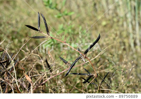 Fruit of crow peach 89750889