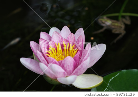 Red water lily flowers bloom on a black background. A frog is also reflected in the pond. 89751129