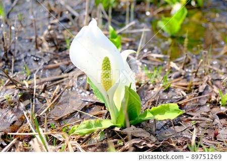 妙高高原伊森池盛開的臭鼬 89751269