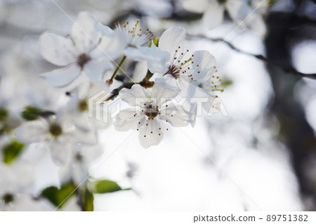 Beautiful background of wild plum blossoms. Close up macro. Single point focus Beautiful background of wild plum blossoms. Close up macro. Single point focus 89751382