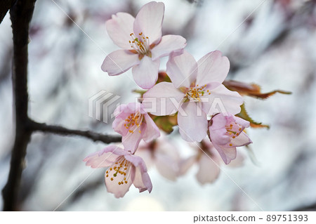 Soft focus Cherry Blossom or Sakura flower. Close up macro. Soft focus Cherry Blossom or Sakura flower. Close up macro. 89751393