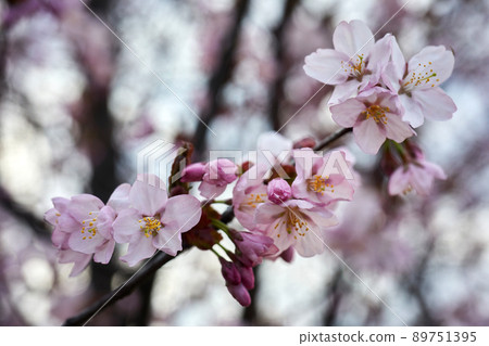 Soft focus Cherry Blossom or Sakura flower. Close up macro. Soft focus Cherry Blossom or Sakura flower. Close up macro. 89751395