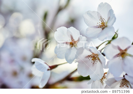 Soft focus Cherry Blossom or Sakura flower. Close up macro. Soft focus Cherry Blossom or Sakura flower. Close up macro. 89751396