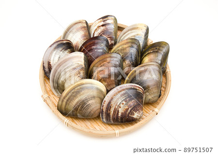 蜆蛤 蜆蛤 89751507