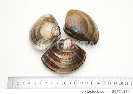 Clam size Clam size 89751574