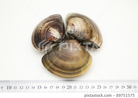 Clam size 89751575