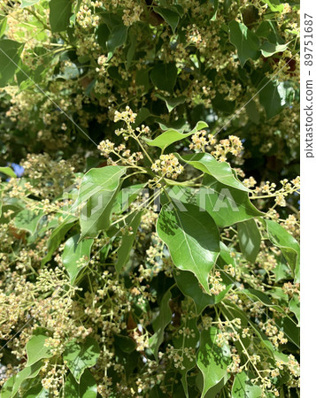Flowering Camphor tree or camphor laurel (Latin - Cinnamomum Camphora) Flowering Camphor tree or camphor laurel (Latin - Cinnamomum Camphora) 89751687