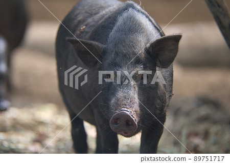 Black pigs grazing on a Japanese ranch Black pigs grazing on a Japanese ranch 89751717