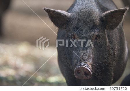 在日本牧場吃草的黑豬 89751720