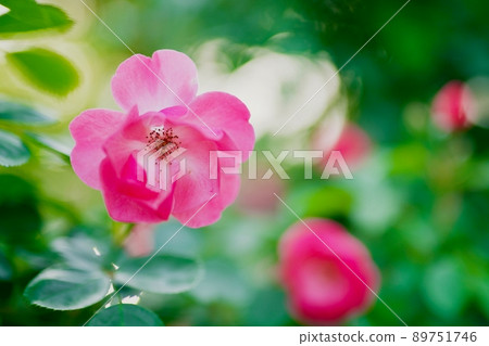 夢幻般的粉紅色花朵 夢幻般的粉紅色花朵 89751746