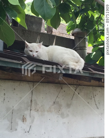 Relaxing white cat 89751909