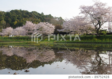 小湊鐵道櫻花盛開春天板部站9 小湊鐵道櫻花盛開春天板部站9 89752428