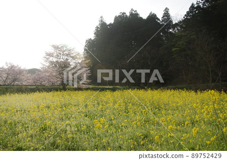 Kominato Railway Sakura and Rape blossoms in full bloom Spring Itabu Station Kominato Railway Sakura and Rape blossoms in full bloom Spring Itabu Station 89752429
