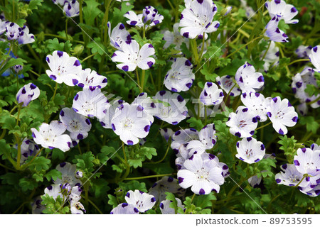 Nemophila·McClata Nemophila·McClata 89753595