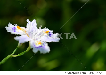 Iridaceae, a flower of a butterfly flower that receives sunlight 89753725