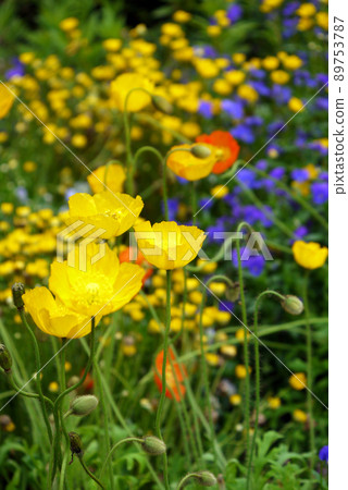 flower bed  89753787