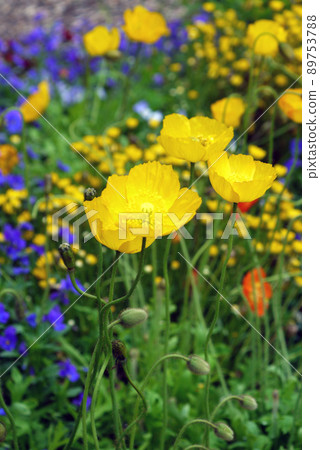 flower bed flower bed 89753788